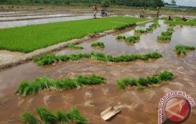 20160209sawah_di_barut