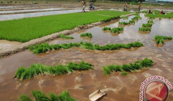 20160209sawah_di_barut