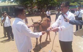 Bupati Barito Selatan Serahkan 20 Ekor Hewan Qurban