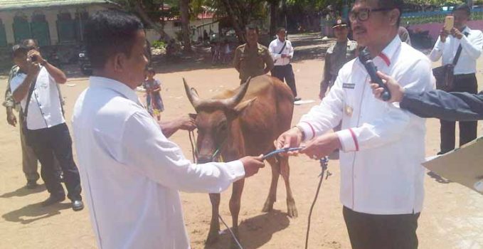 Bupati Barito Selatan Serahkan 20 Ekor Hewan Qurban